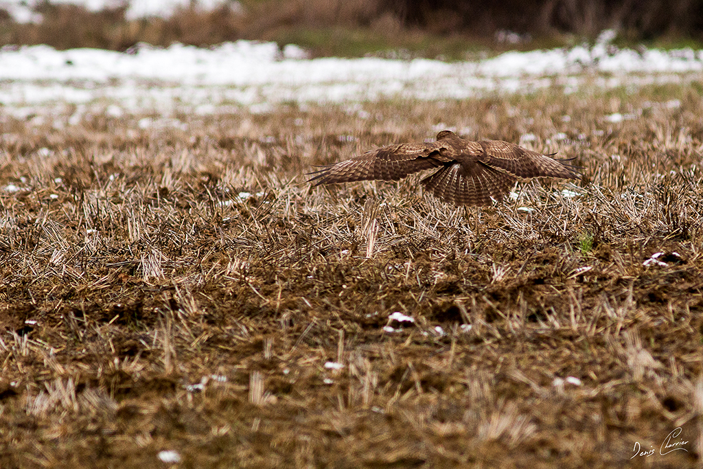 Buse Variable dans un champs
